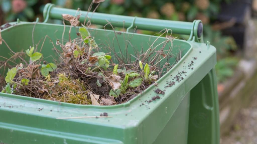 Sign up for garden waste recycling collection anywhere in Somerset ...